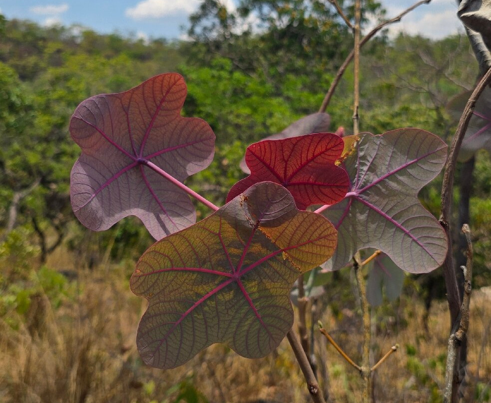 Cachoeira Complexo Do Canjica-Cavalcante必去景点