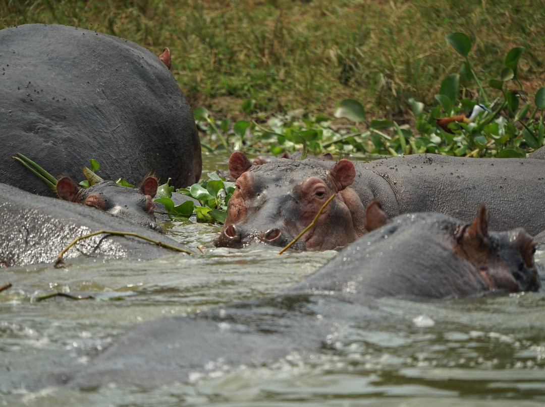 Devine African Safaris-吉佳利必去景点