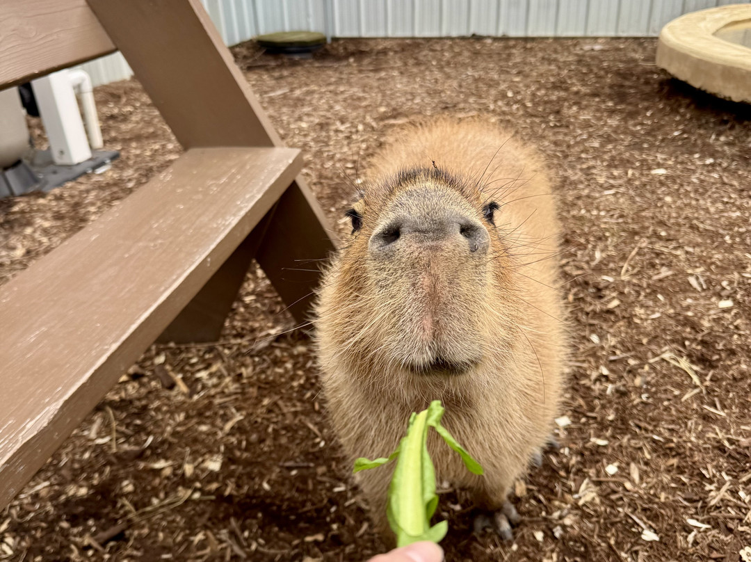 Lewis Adventure Farm & Zoo-New Era必去景点