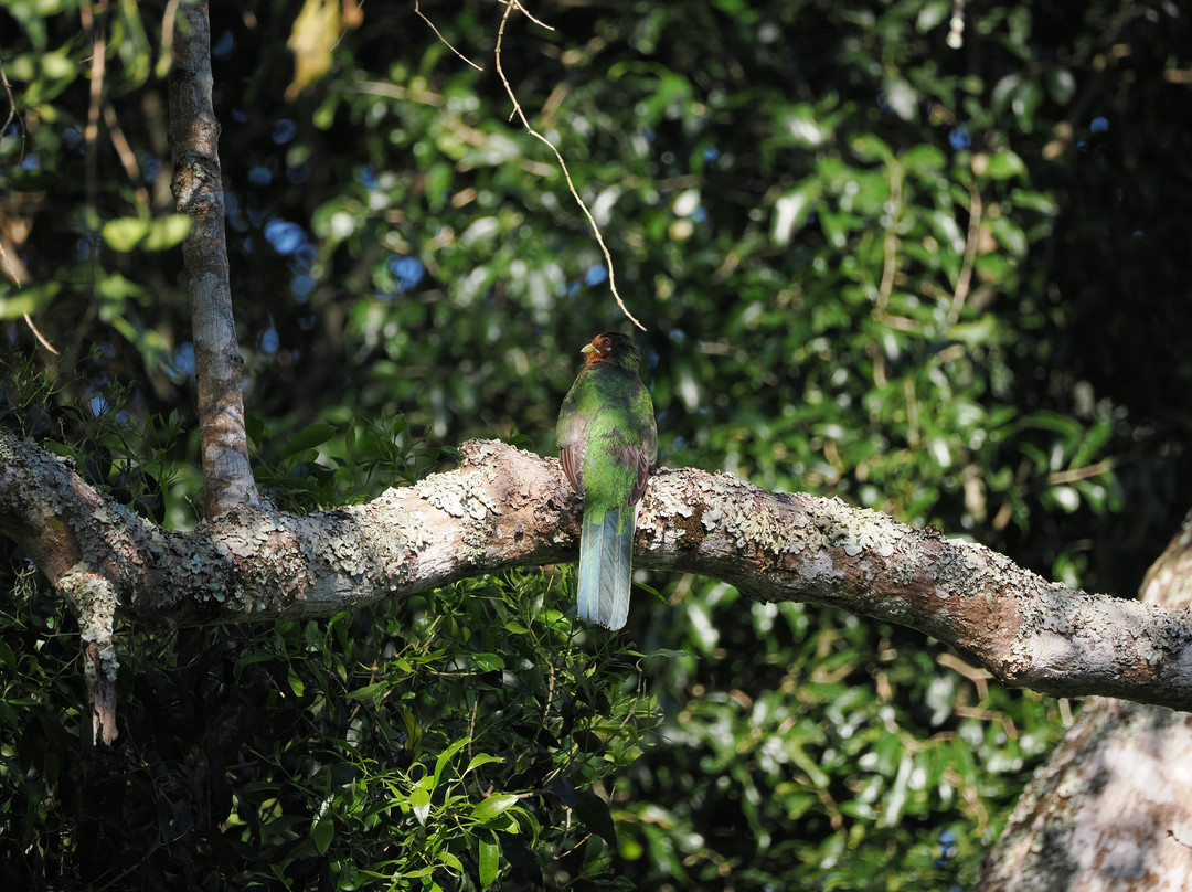 St.lucia Birds & Birding-圣露西亚必去景点