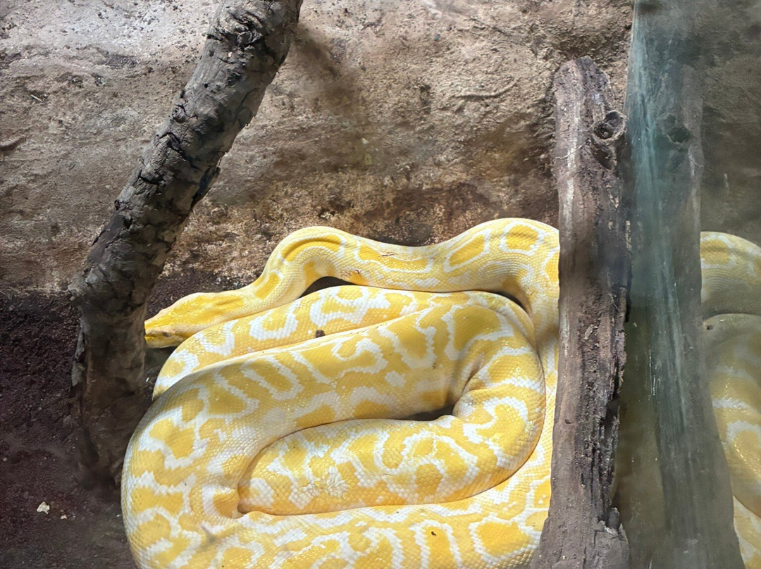 Cocodrilo Park Gran Canaria-阿古伊梅斯必去景点