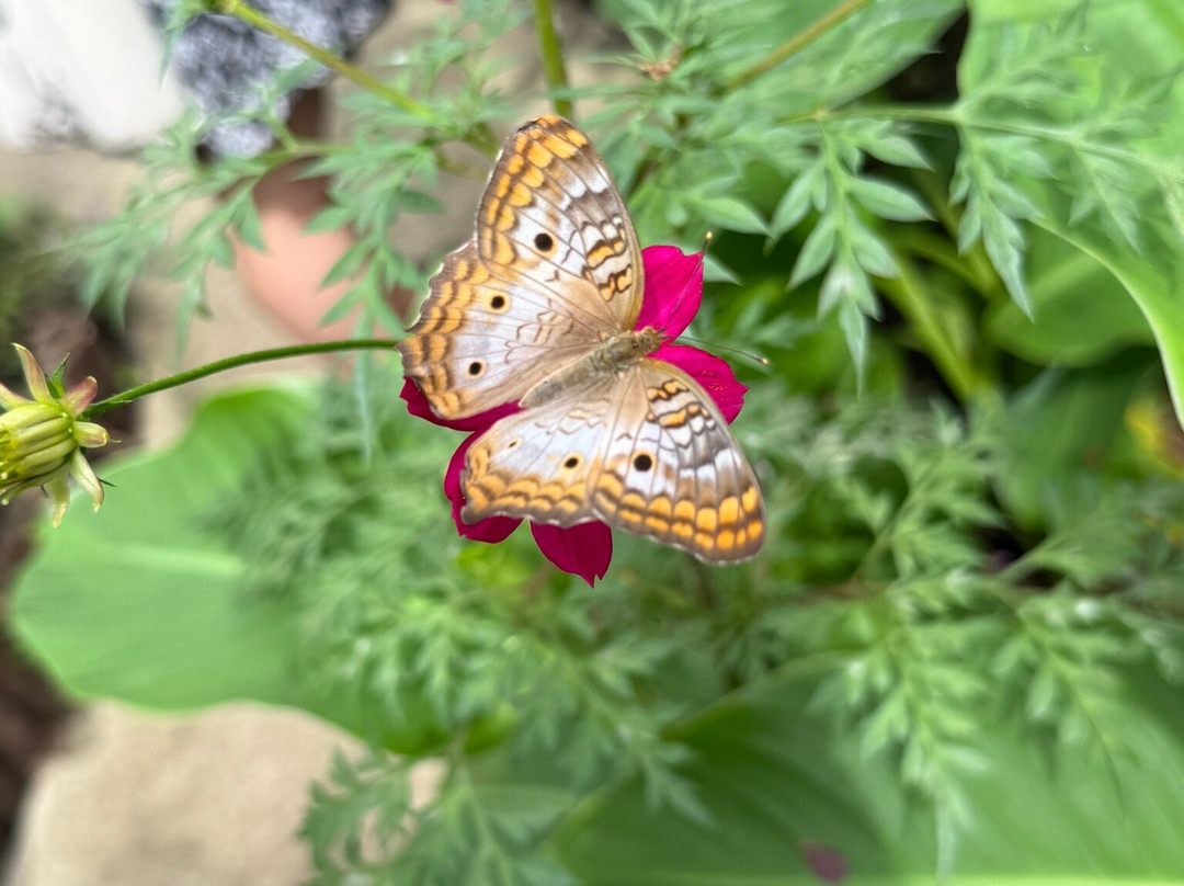 Jardin Botanico de Santiago-圣地亚哥必去景点