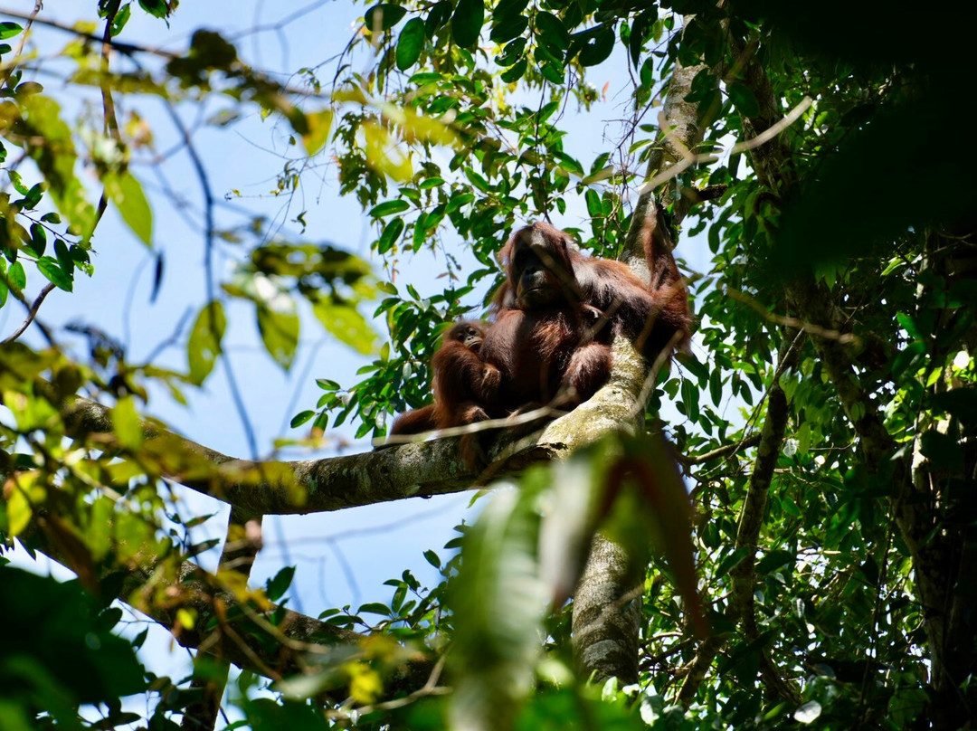 Jhony Jungle Trekking-Ketambe必去景点