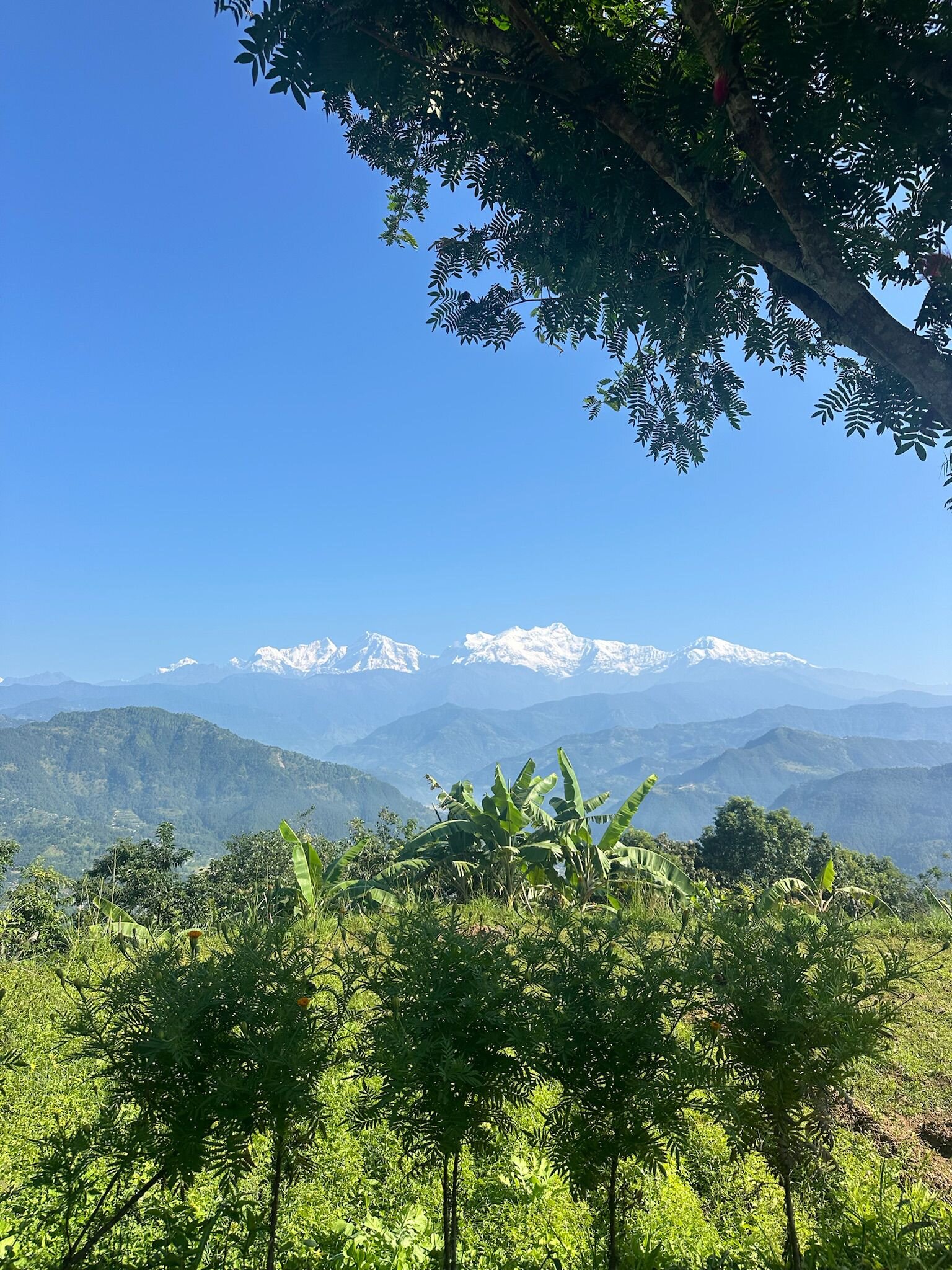 Riepe Village-官方