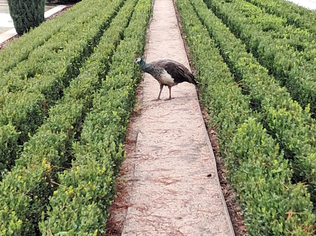Segway Madrid-马德里必去景点