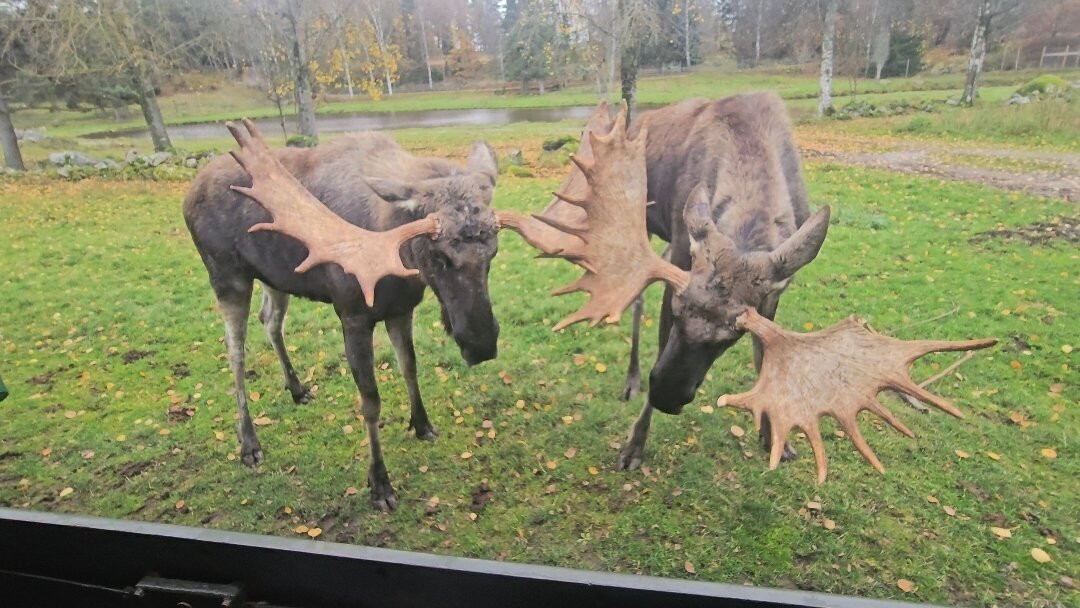 Virum Algpark-Vimmerby必去景点