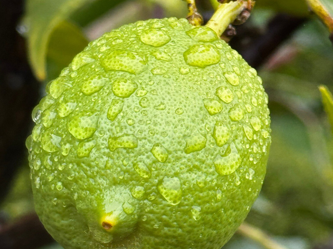 Poggio Torselli-佩萨河谷圣卡夏诺必去景点