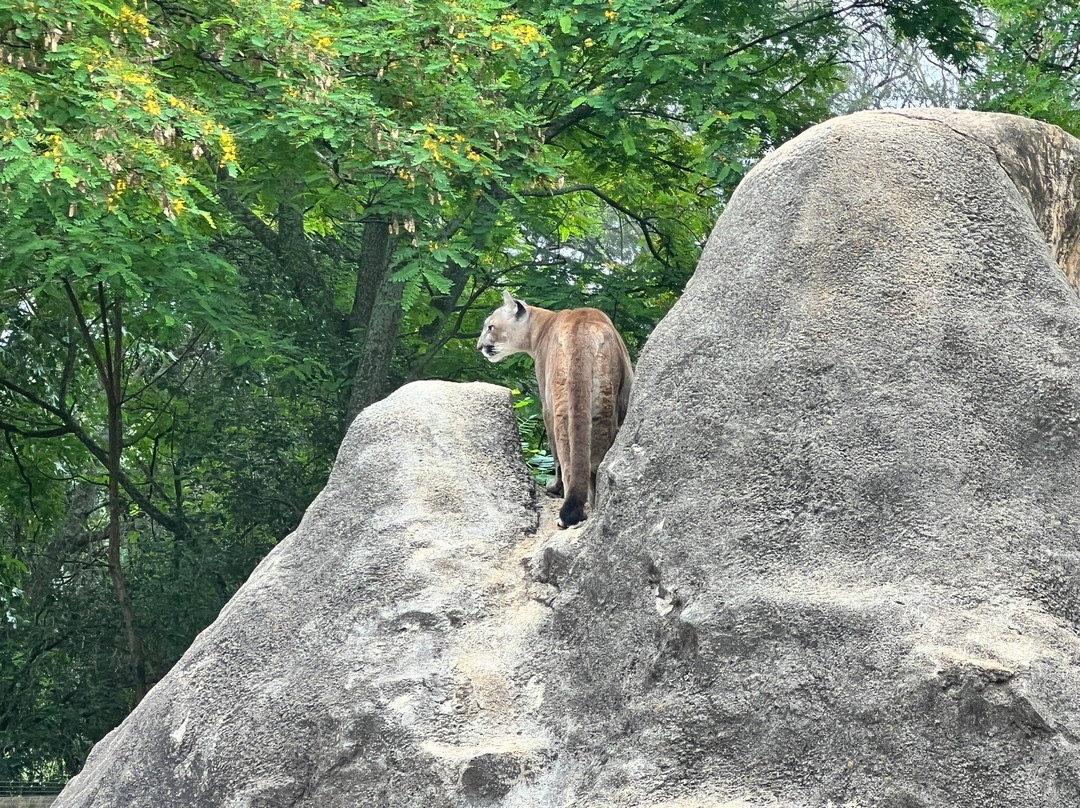 Johannesburg Zoo-约翰内斯堡必去景点