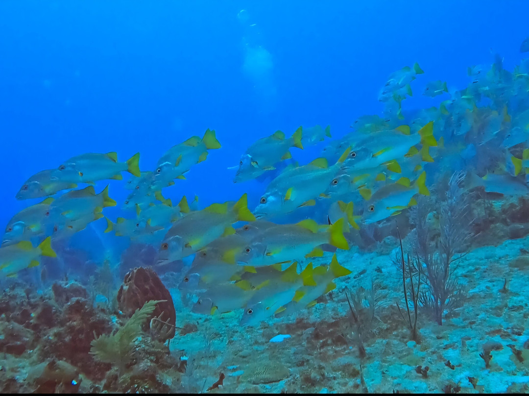 Diving Center Cayo Largo del Sur-拉戈岛必去景点