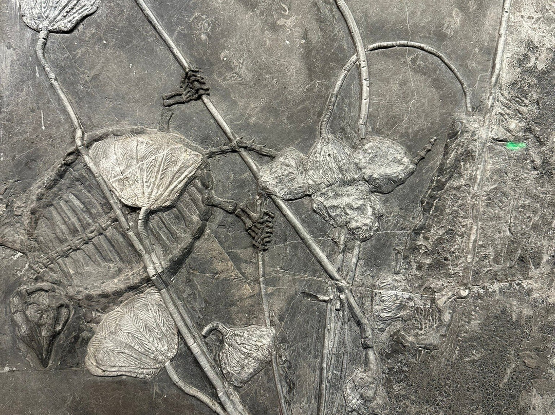 安顺地区博物馆-安顺市必去景点