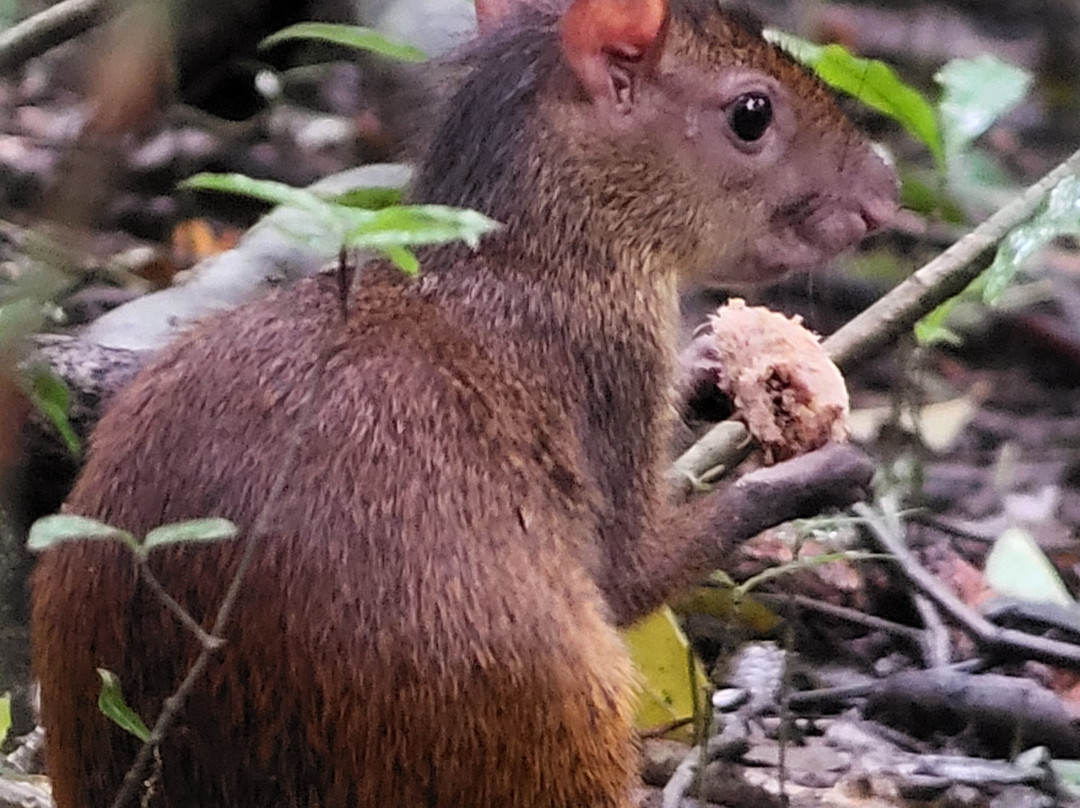 Surcos Tours-希门尼斯港必去景点