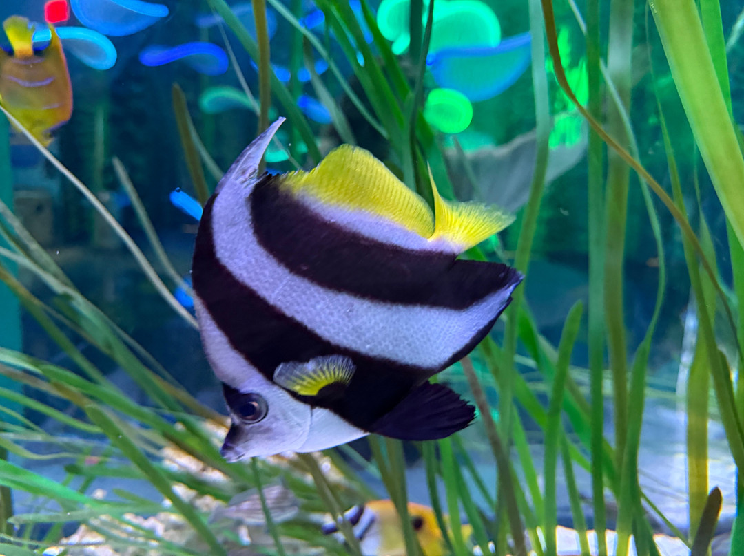 Aquarium At The Boardwalk-布兰森必去景点