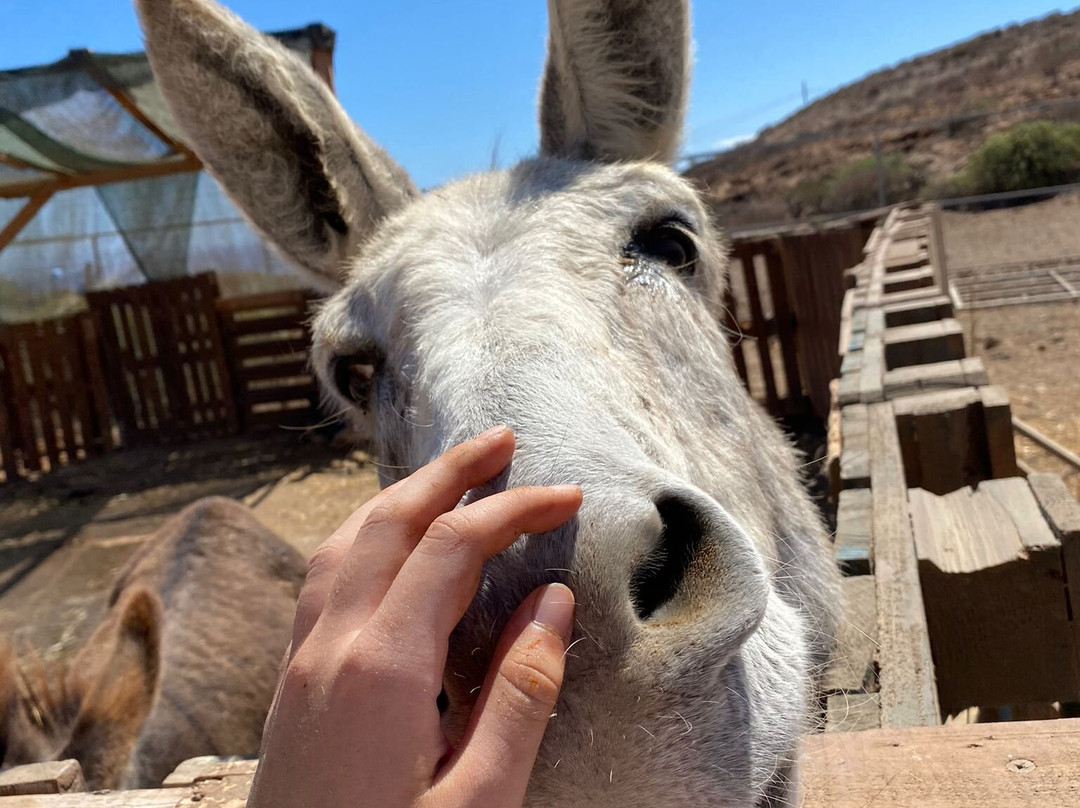 Tenerife Animal Sanctuary-圣克鲁斯-德特内里费必去景点