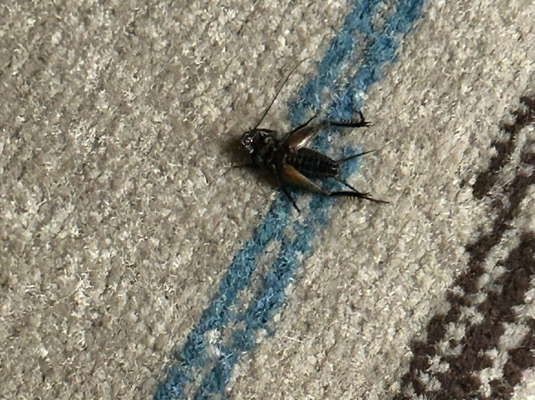 Best Western Locust Grove Inn & Suites主图