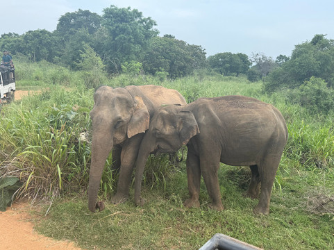 Jagath Tours - Day Tour-康提必去景点