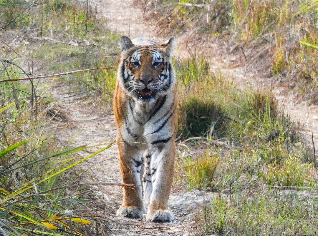 Chitwan National Park-苏拉哈必去景点