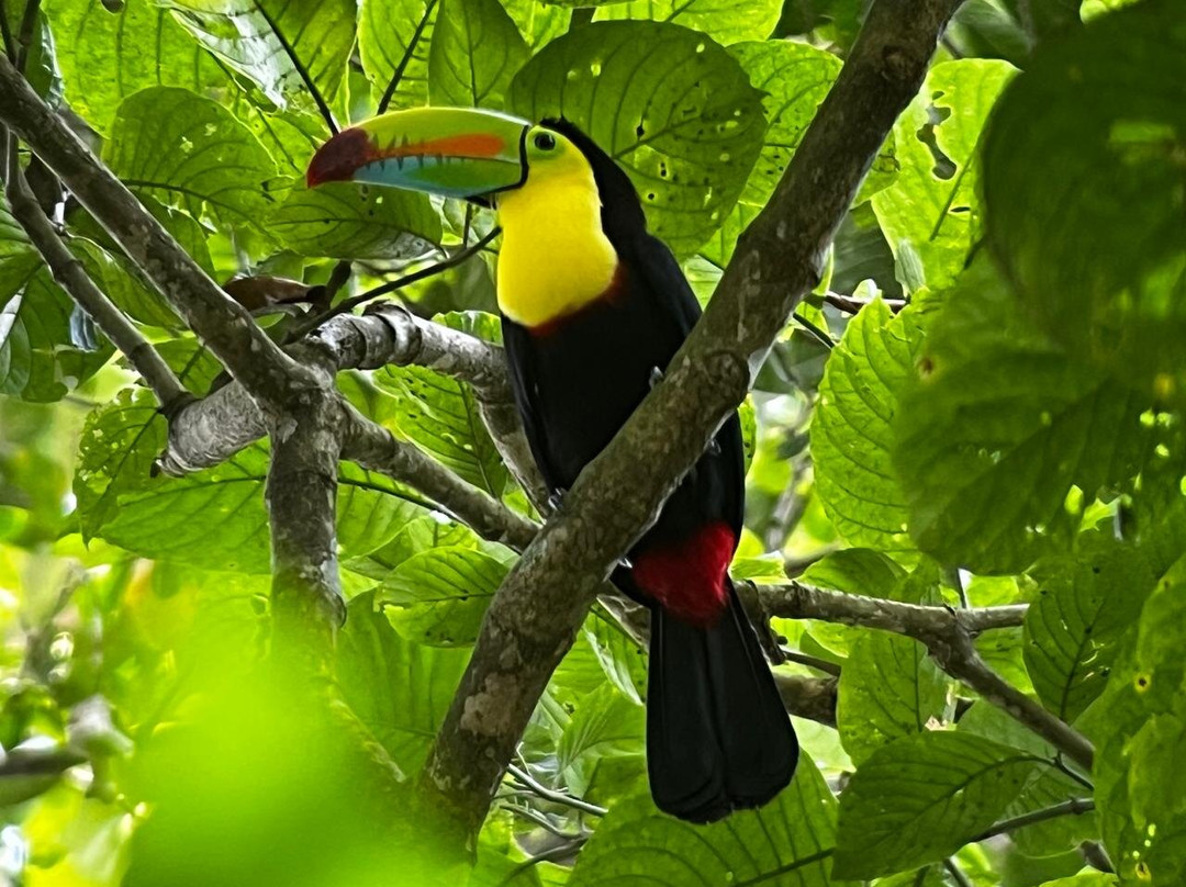 Sloth and Monkey Forest Tour