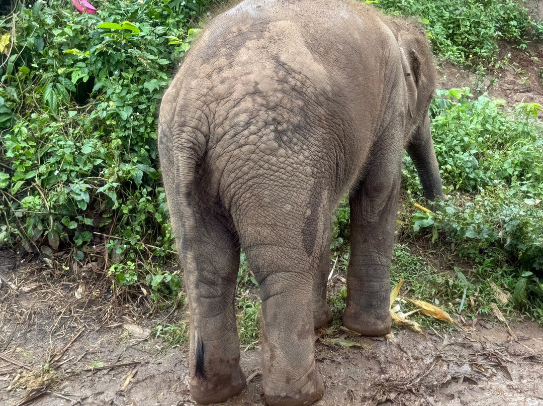Living Green Elephant Sanctuary-清迈必去景点