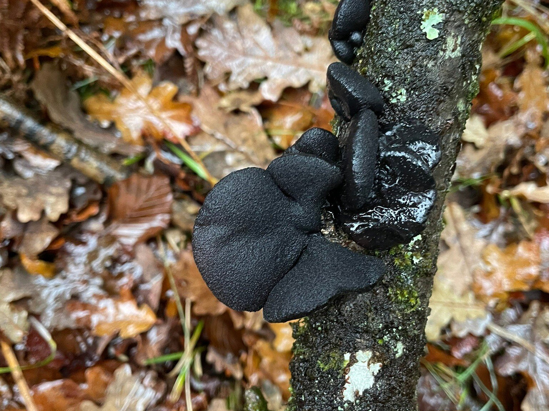 Wild New Forest Guided Tours-利明顿必去景点