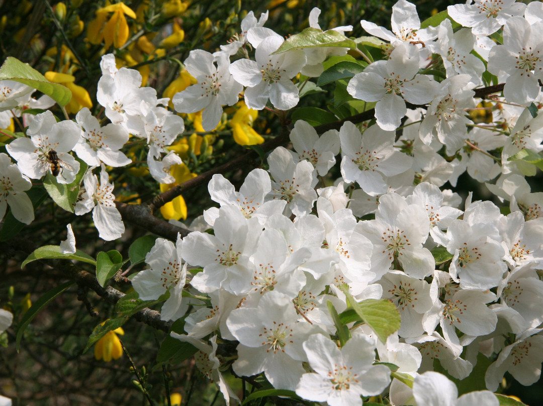 Tynaarlo酒店住宿-B&B De Oude Molensteen