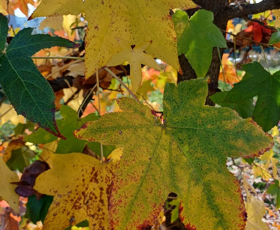 Parco Comunale-切尔梅纳泰必去景点