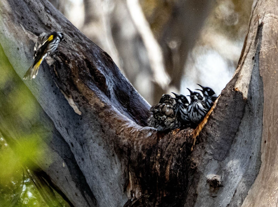 Australian Geographic Travel-悉尼必去景点