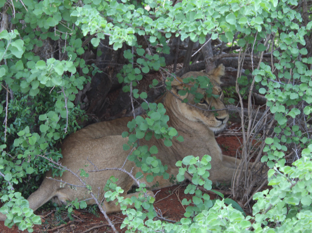 Watamu Diego Safari Day Tours-瓦塔木必去景点