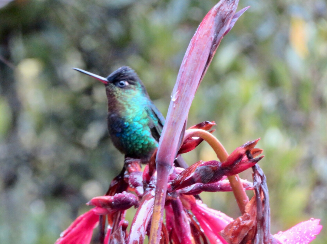 C. R. Referrals Travel-Atenas必去景点