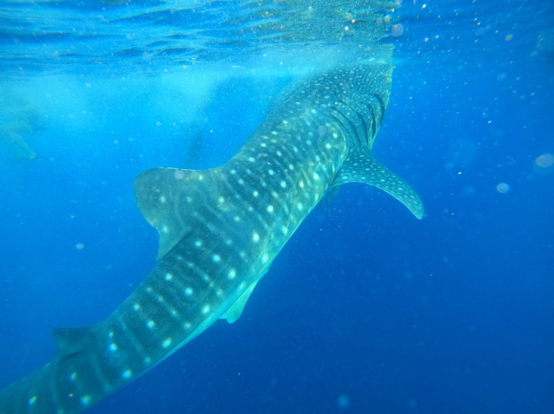 Atta's Travel-Gili Meno必去景点