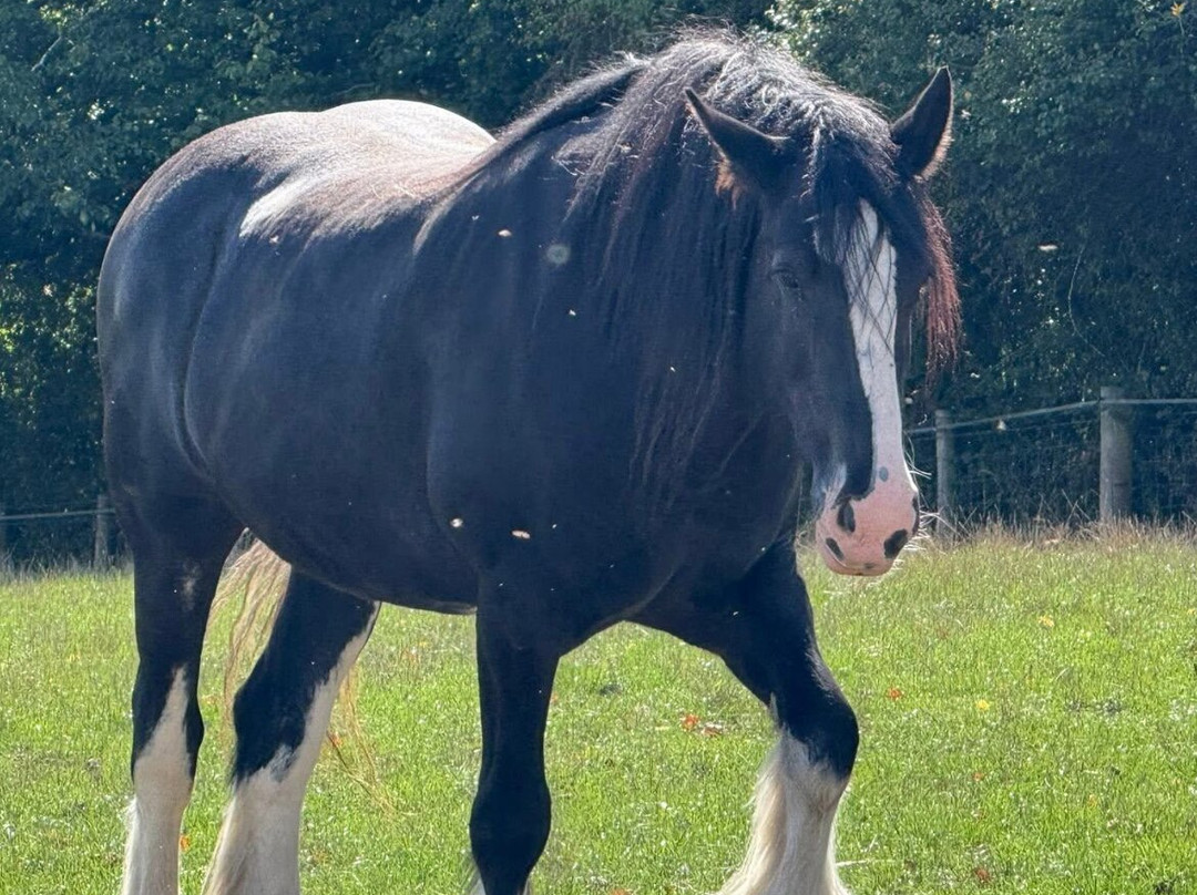 Cannon Hall Farm-Cawthorne必去景点
