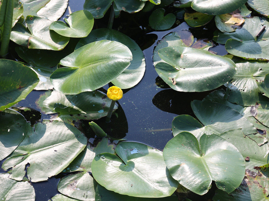 Parco Naturale del Lago di Candia-Candia Canavese必去景点