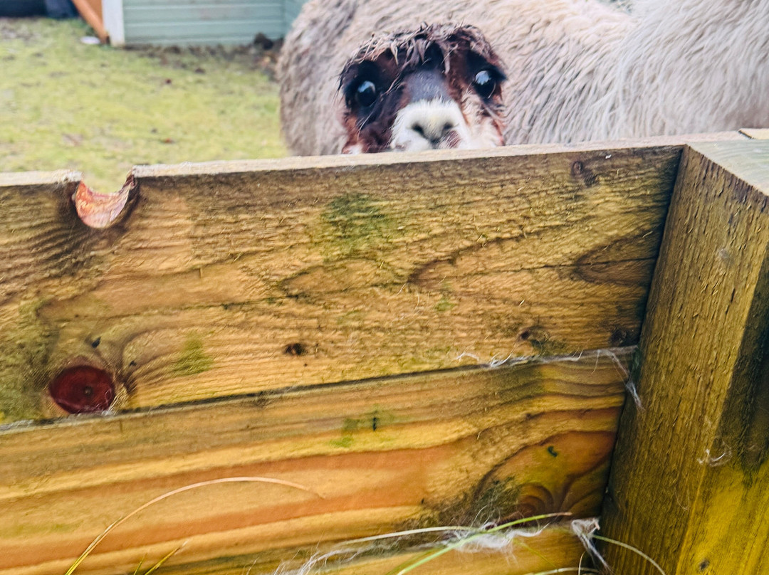 little peru alpaca trekking-Maybole必去景点