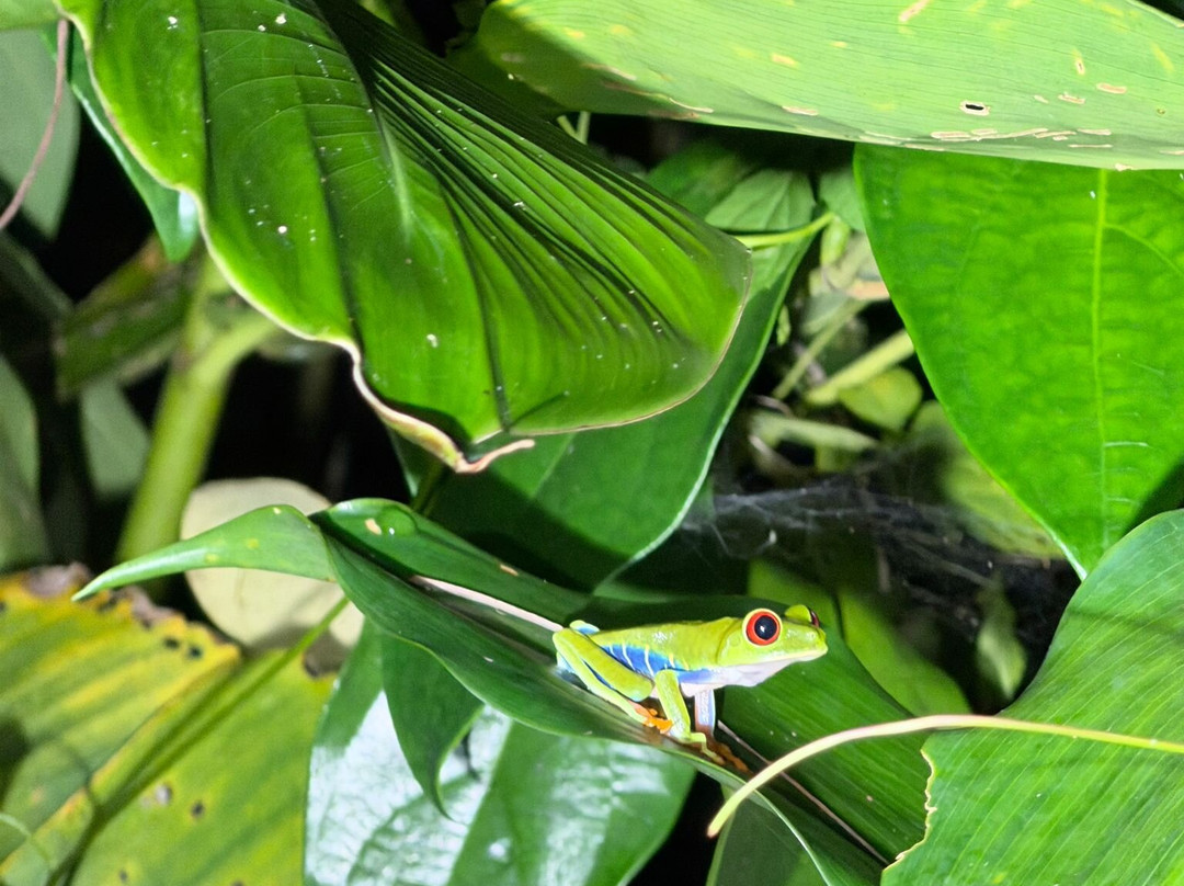 Tortuguero's Brandon experience-托图杰多必去景点