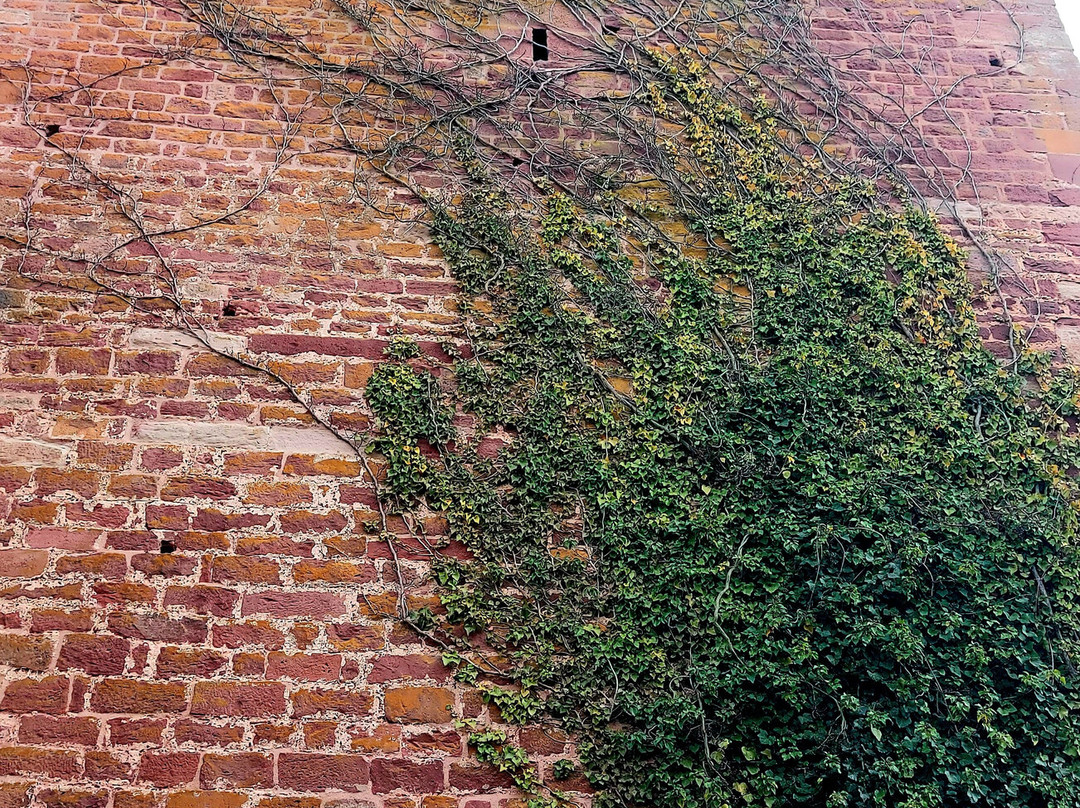 Burg und Burgpark Gamburg-Werbach必去景点