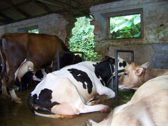 Meenachil Enclave Homestay主图