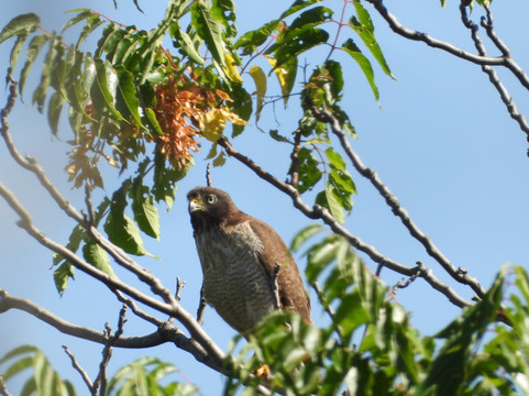 Birding Buenos Aires-布宜诺斯艾利斯必去景点