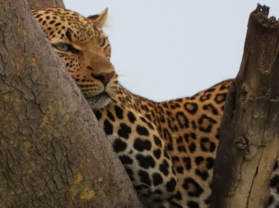 Kigezi Vima Safaris-Kibale National Park必去景点