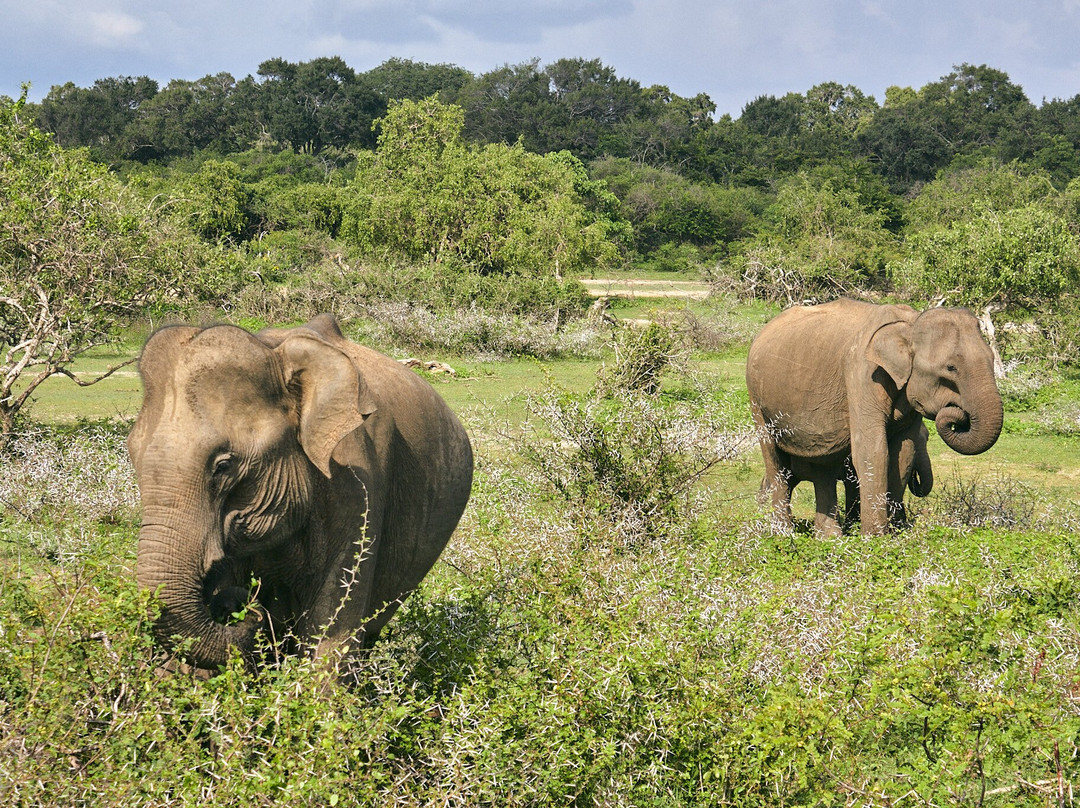 Ceylon Safari Tours-蒂瑟默哈拉默必去景点