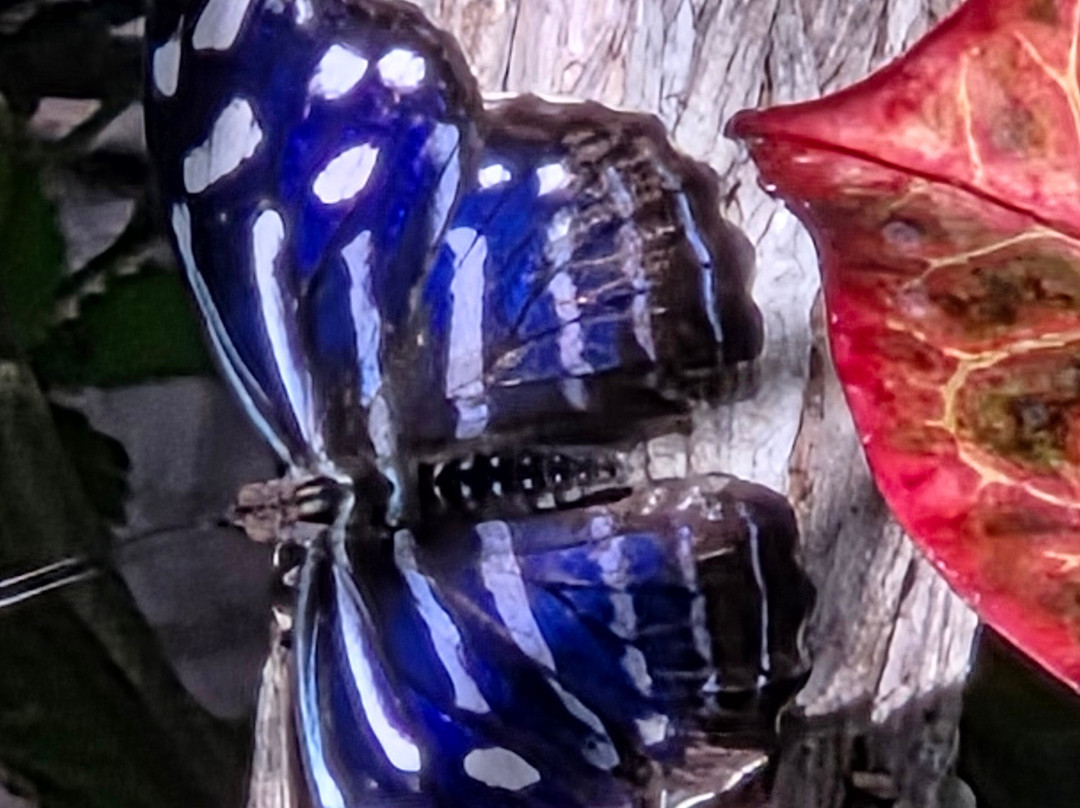 Butterfly Wonderland-斯科茨代尔必去景点