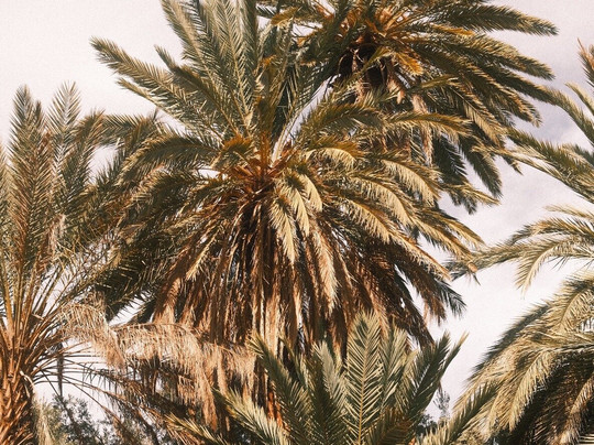 Yassine mazid-Skoura必去景点