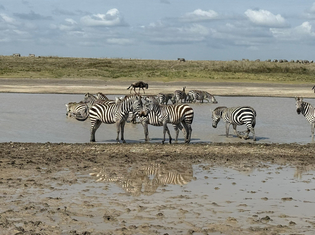 Utopia safaris-阿鲁沙必去景点
