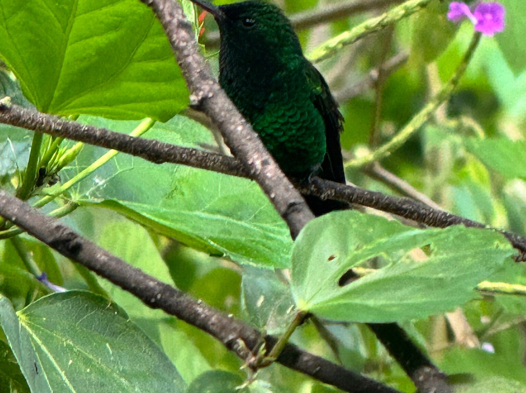 Yerette-Maracas Bay必去景点
