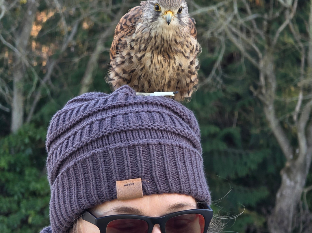 Dalhousie Castle Falconry-邦尼里格必去景点