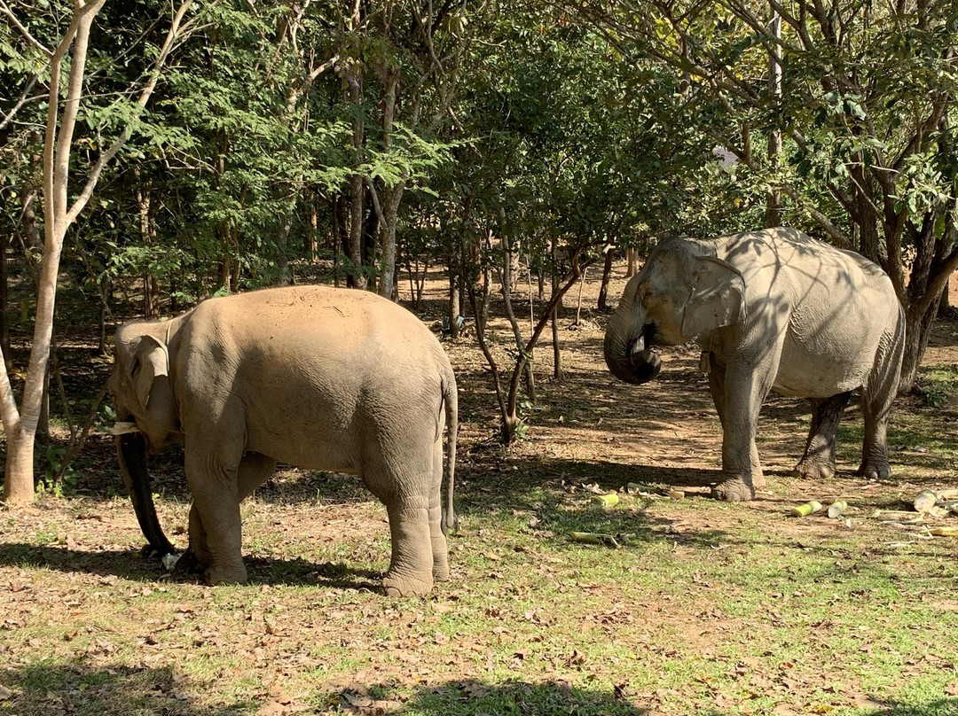 Elephant Conservation Center-Sayaboury必去景点