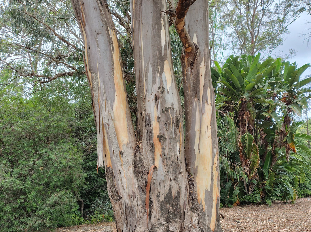 Arboretum Lussich-埃斯特角城必去景点