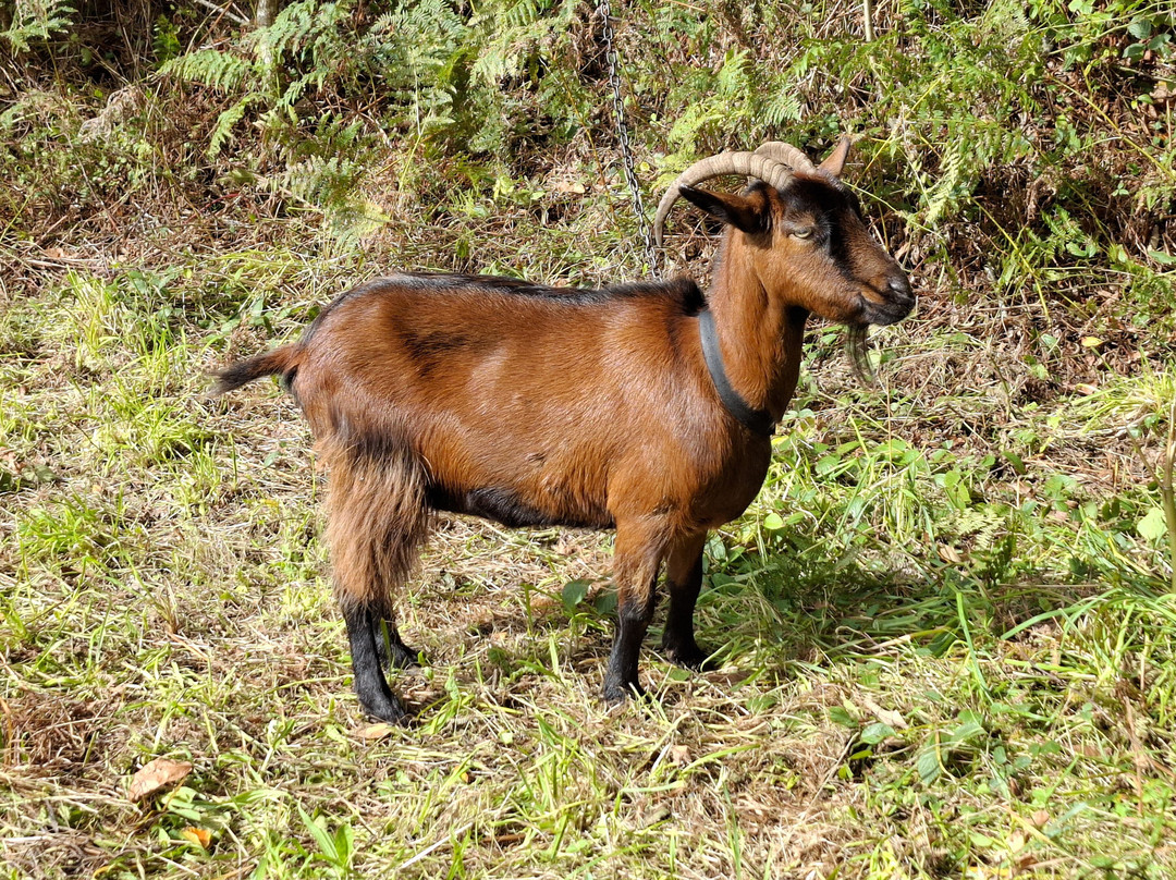Circuit du Menhir à Berrien-Berrien必去景点