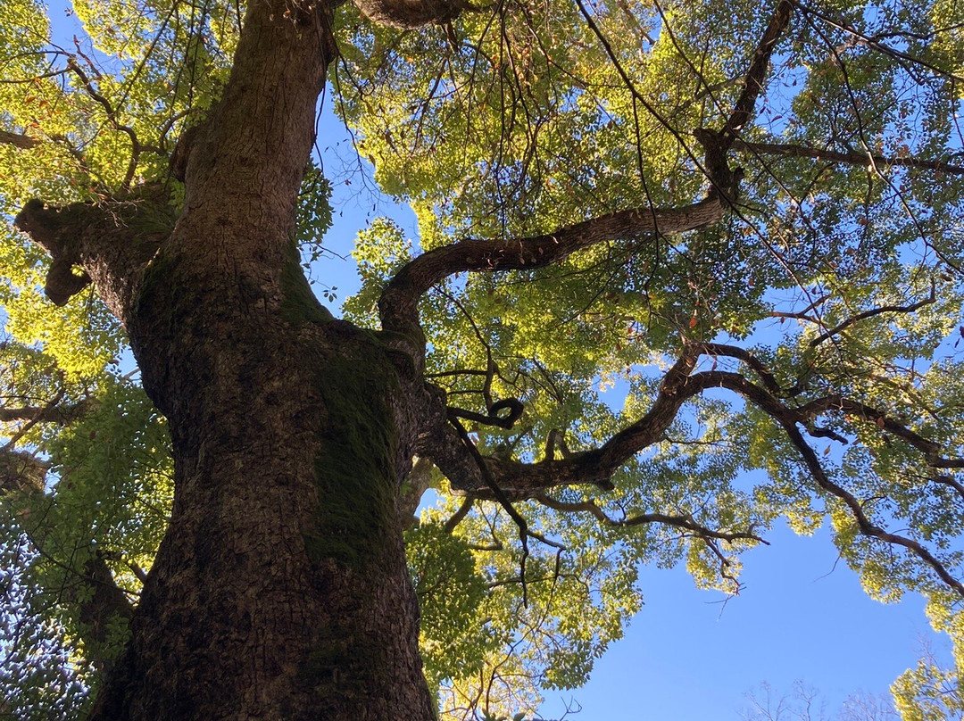 来宫神社-热海市必去景点