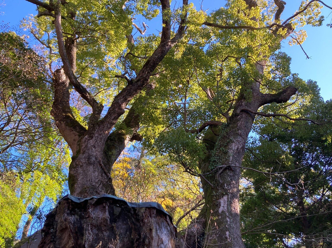 来宫神社-热海市必去景点