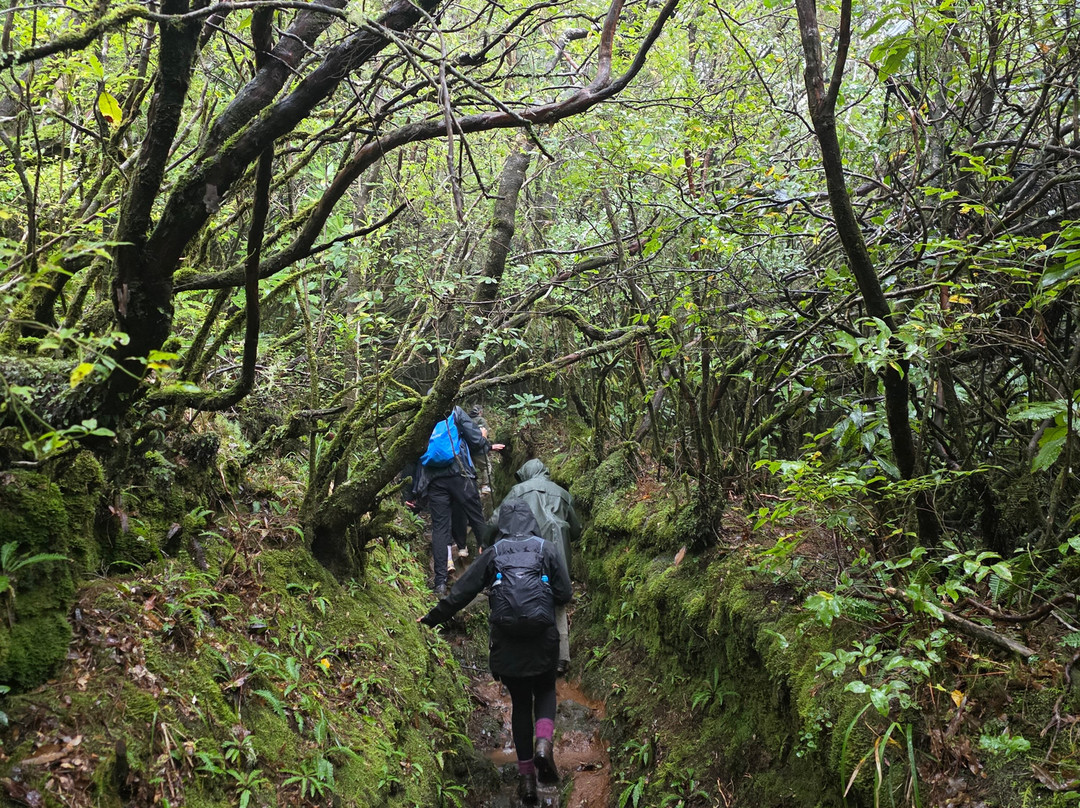 Madeira Wonder Hikes-沙尔必去景点
