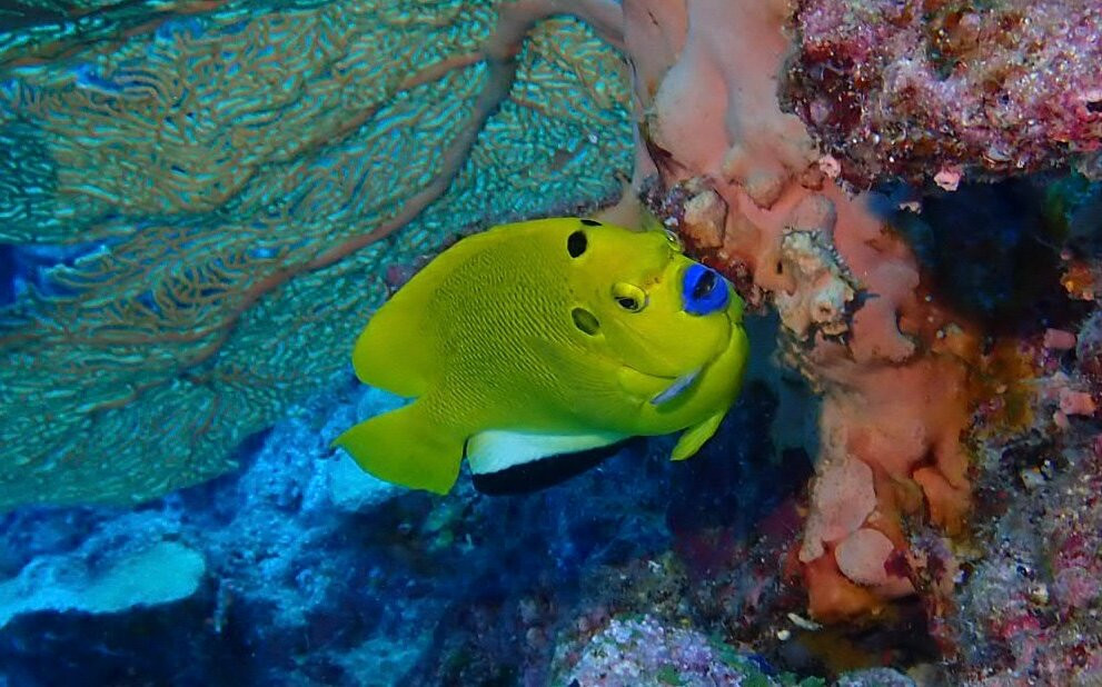 Dodo Divers Mauritius-卡罗迪勒必去景点